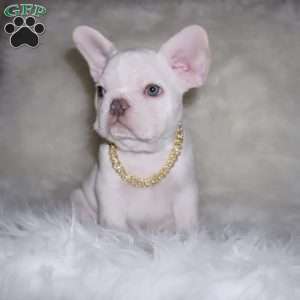 Prince, French Bulldog Puppy