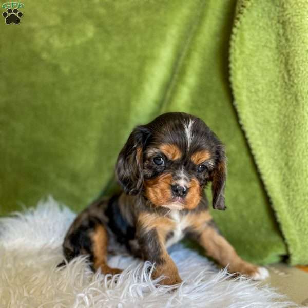 Dash, Cavalier King Charles Spaniel Puppy