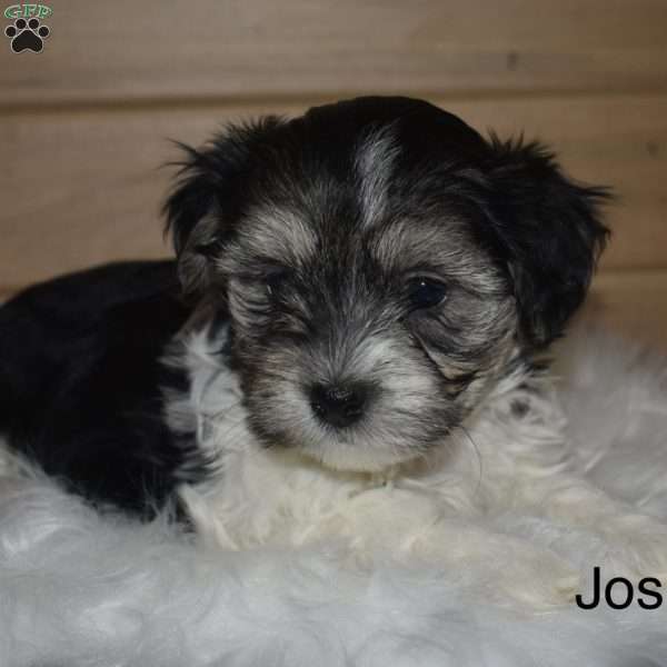 Josie, Havanese Puppy