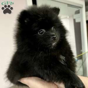 Aviva, Pomeranian Puppy