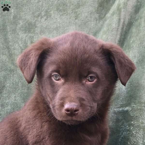 Max, Labrador Mix Puppy