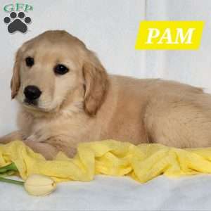 Pam, Golden Retriever Puppy