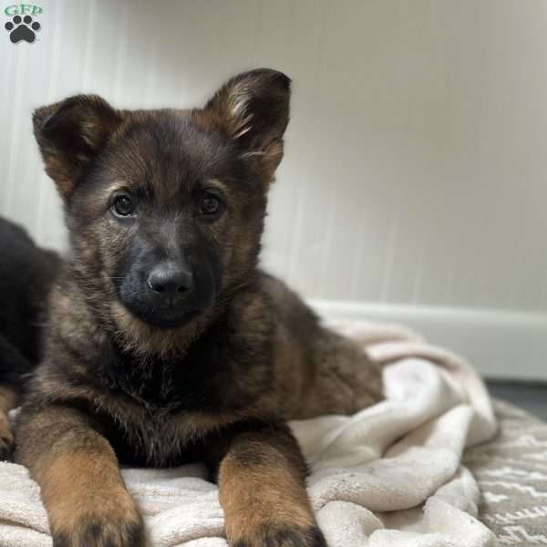 Sage, German Shepherd Puppy