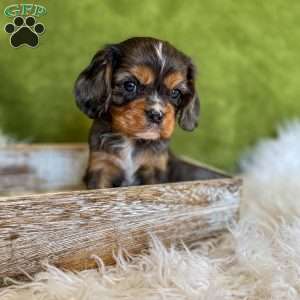 Dash, Cavalier King Charles Spaniel Puppy