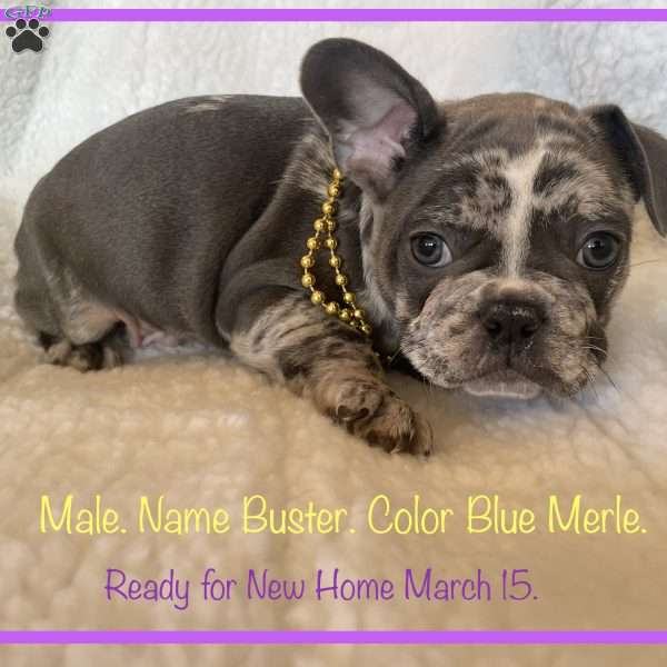 Buster, French Bulldog Puppy