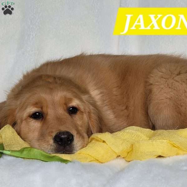 Jaxon, Golden Retriever Puppy