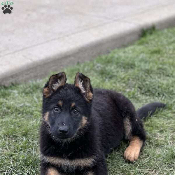 Remi, German Shepherd Puppy