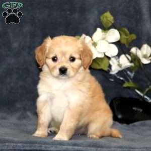 Abagail, Cavalier King Charles Mix Puppy