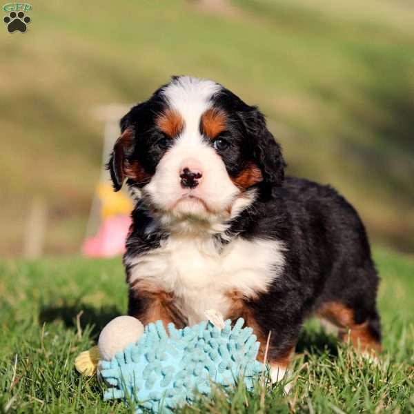 Abby, Miniature Bernese Mountain Dog Puppy