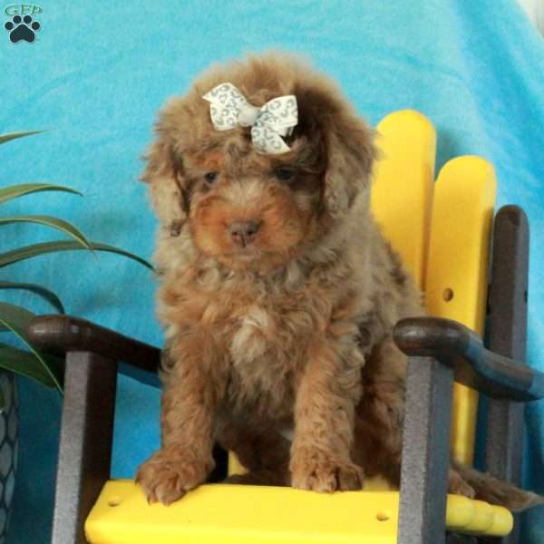 Abigail, Mini Aussiedoodle Puppy