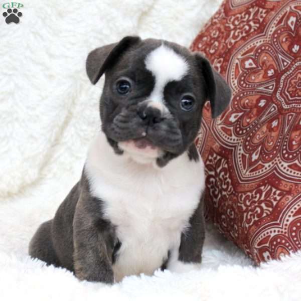 Ace, Frenchton Puppy
