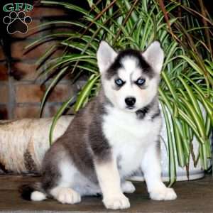 Ace, Siberian Husky Puppy