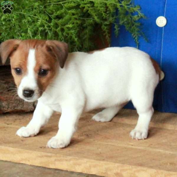 Adele, Jack Russell Terrier Puppy