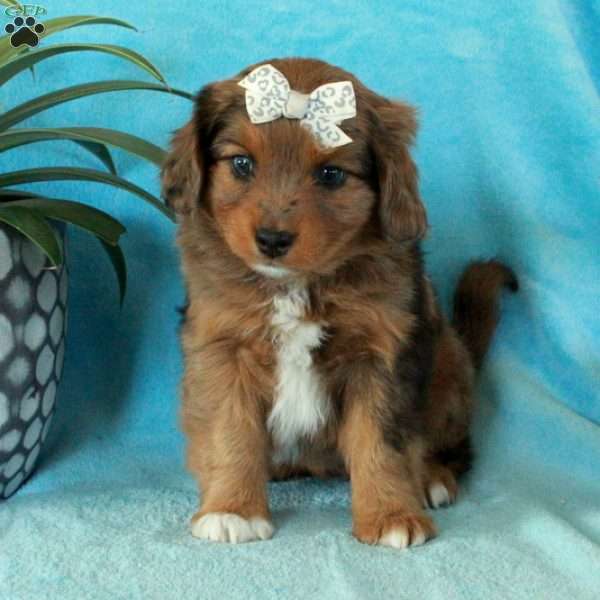 Albus, Mini Aussiedoodle Puppy