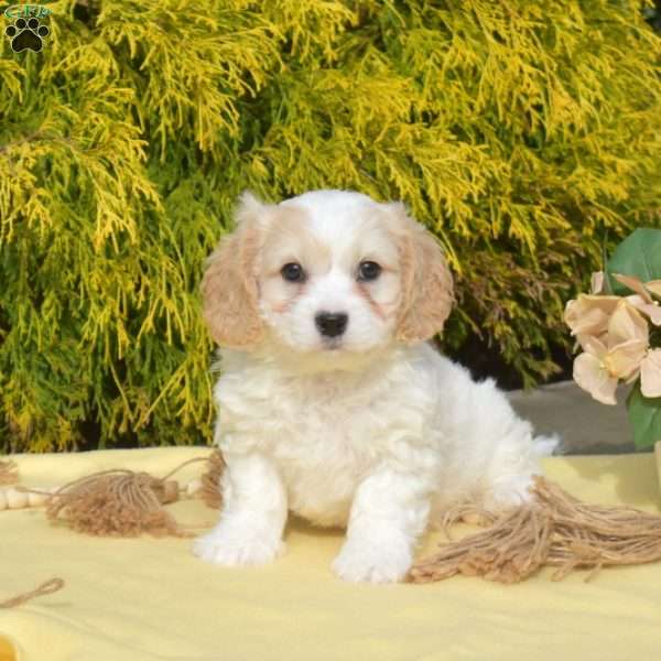 Alfie, Cavachon Puppy