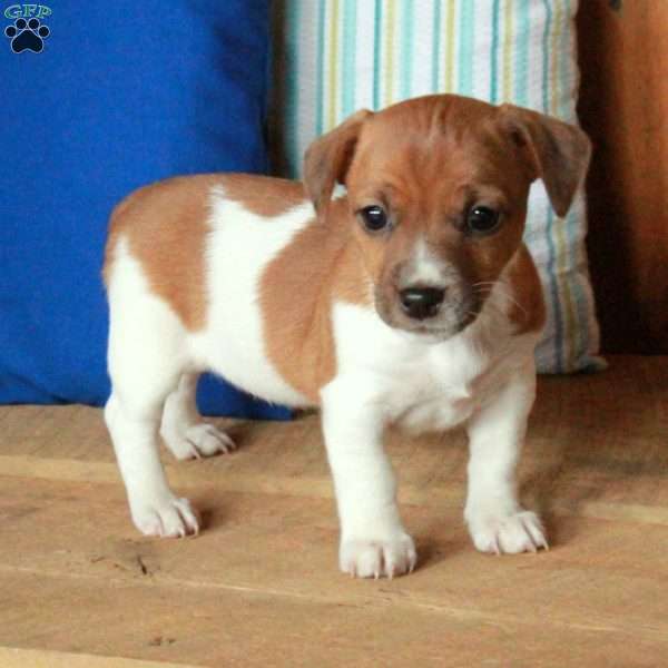 Alice, Jack Russell Terrier Puppy