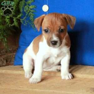 Alice, Jack Russell Terrier Puppy