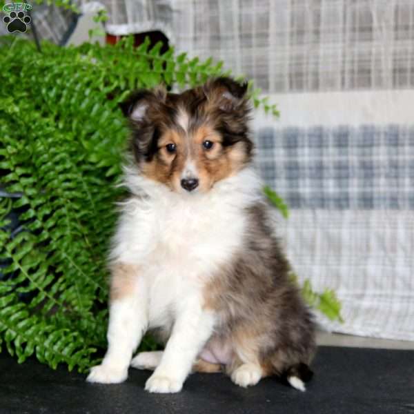 Alisha, Sheltie Puppy