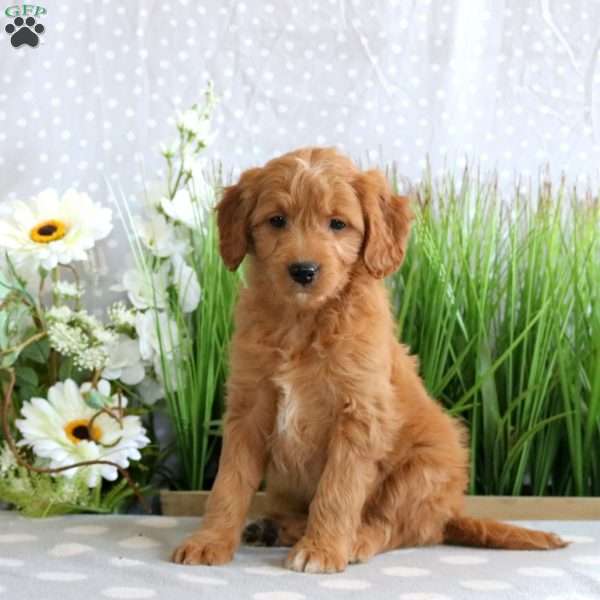 Alison, Mini Goldendoodle Puppy