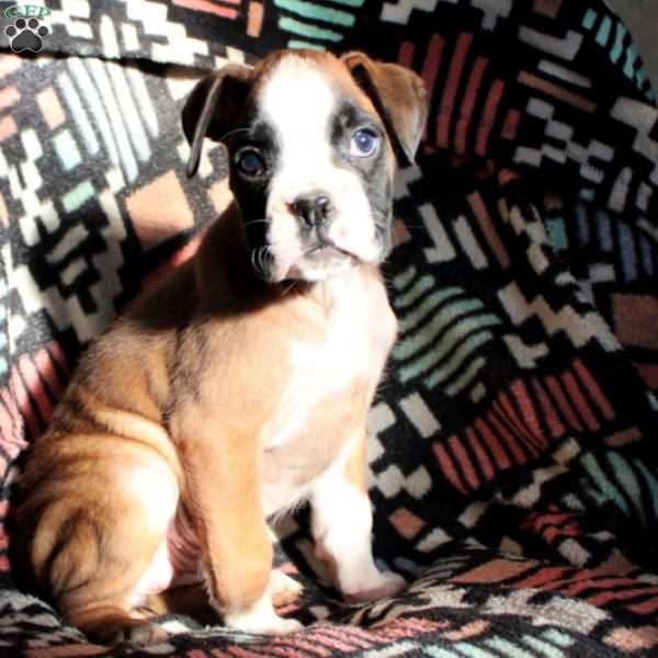 Allie, Boxer Puppy
