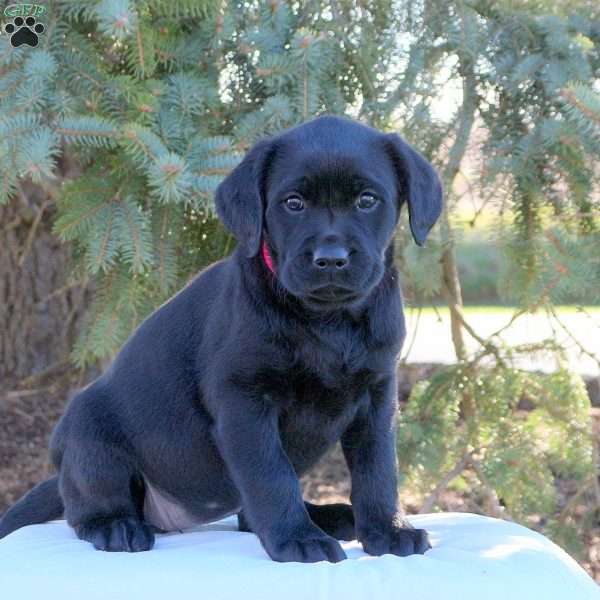 Amber, Black Labrador Retriever Puppy