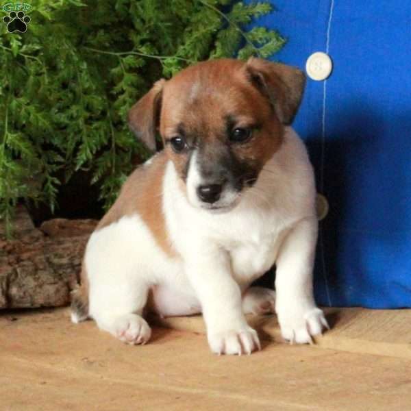 Amelia, Jack Russell Terrier Puppy