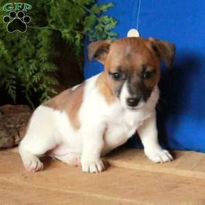 Amelia, Jack Russell Terrier Puppy