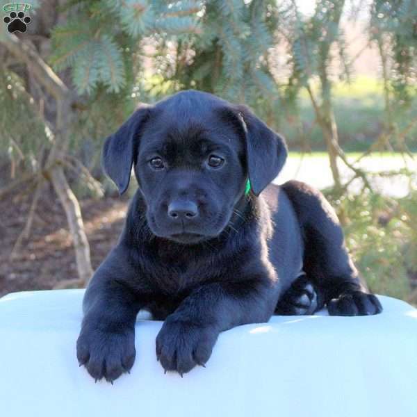 Angel, Black Labrador Retriever Puppy