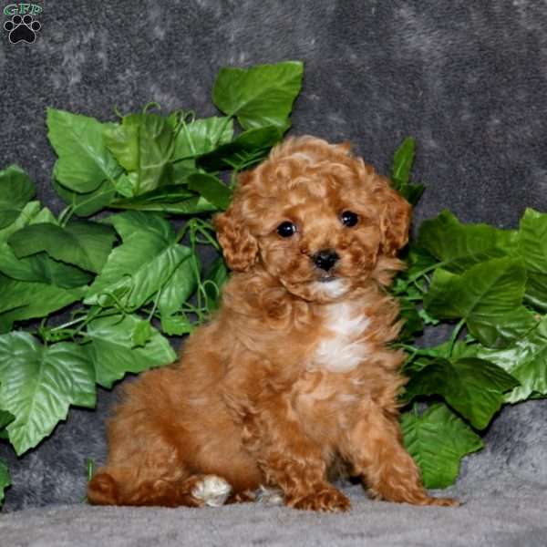 Angie, Miniature Poodle Puppy