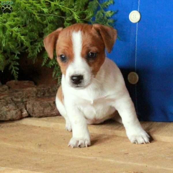 Annie, Jack Russell Terrier Puppy