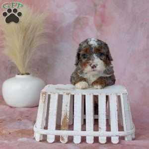 Archie, Mini Bernedoodle Puppy
