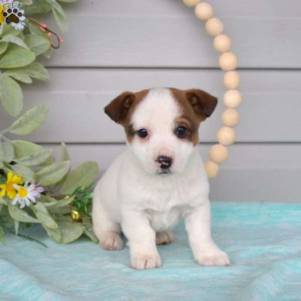 Archie, Jack Russell Terrier Puppy