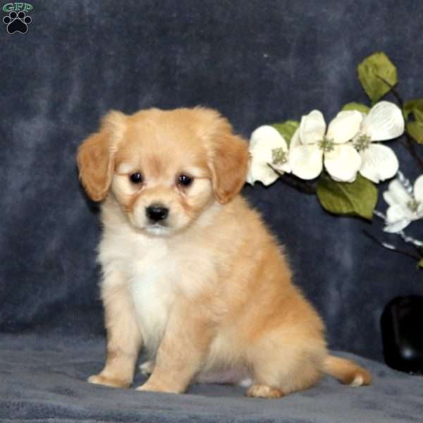 Archie, Cavalier King Charles Mix Puppy