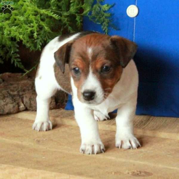 Arthur, Jack Russell Terrier Puppy