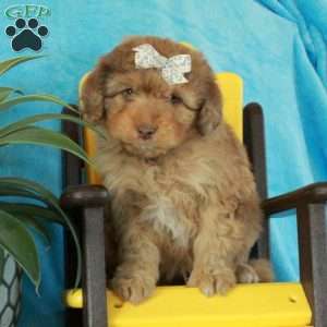 Arthur, Mini Aussiedoodle Puppy