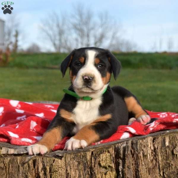 Asher, Greater Swiss Mountain Dog Puppy