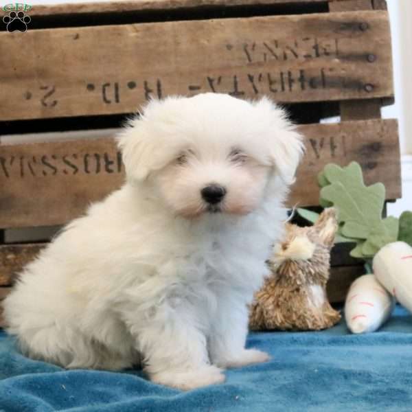 Asher, Maltese Puppy