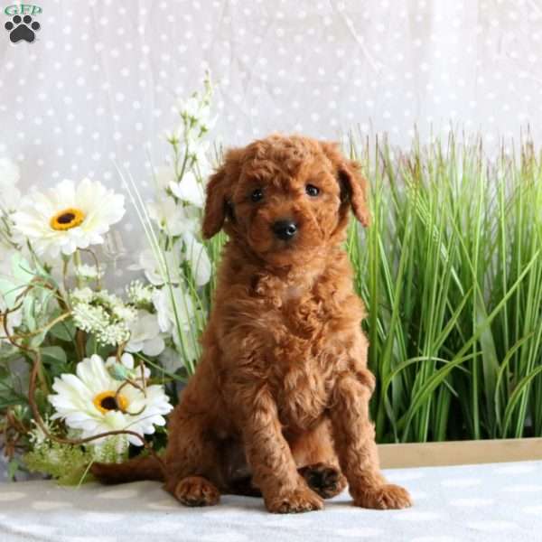 Ashlee, Mini Goldendoodle Puppy