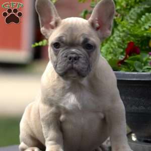 Ashlyn, French Bulldog Puppy