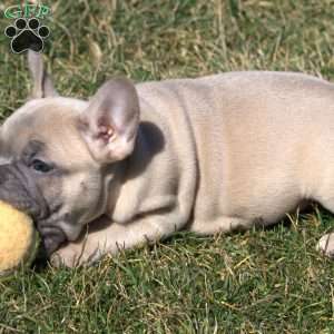 Ashlyn, French Bulldog Puppy