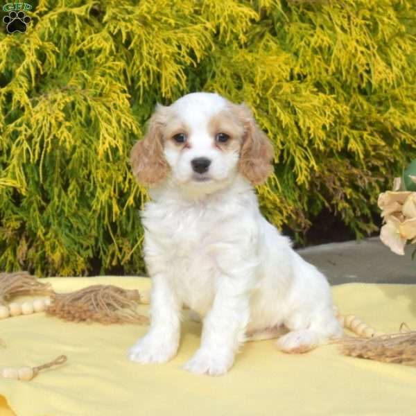 Aspen, Cavachon Puppy