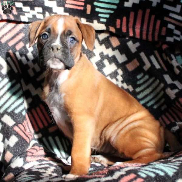 Athena, Boxer Puppy