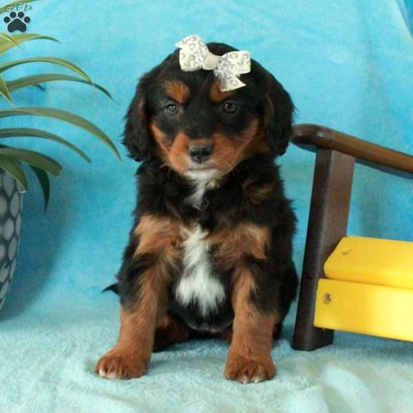 Athena, Mini Aussiedoodle Puppy
