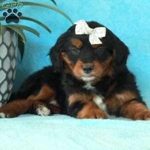 Athena, Mini Aussiedoodle Puppy