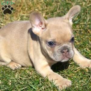 Atticus, French Bulldog Puppy