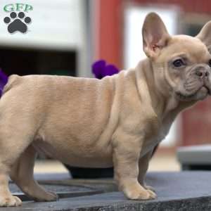 Atticus, French Bulldog Puppy