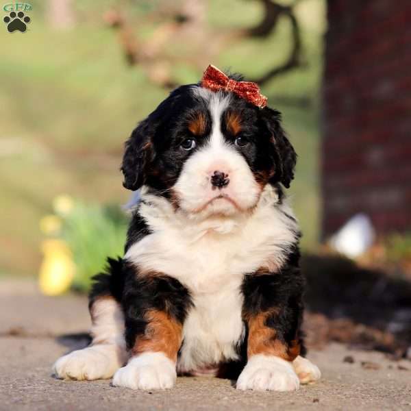 Ava, Miniature Bernese Mountain Dog Puppy