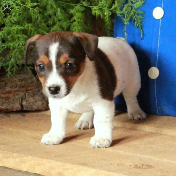 Ava, Jack Russell Terrier Puppy