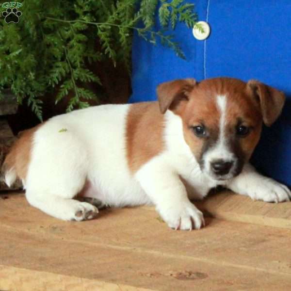 Avery, Jack Russell Terrier Puppy