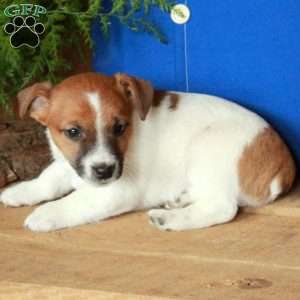 Avery, Jack Russell Terrier Puppy